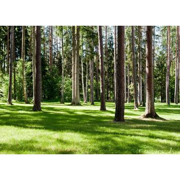 Doğa 20 Derin Orman Manzarası