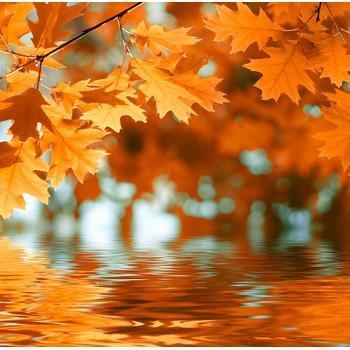 Doğa 82 Su Üzerinde Yapraklar