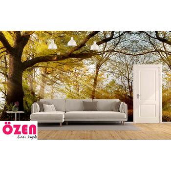 Ağaçlar Arasında Güneş ışıkları Manzarası