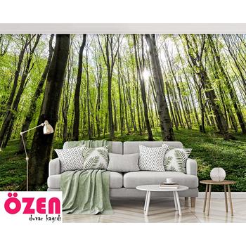 Ağaçlar Arasında Süzen Güneş ışığı Orman Manzarası