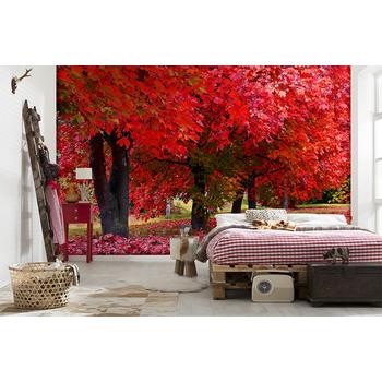 Kırmızı Yapraklar ve Sonbahar Manzarası