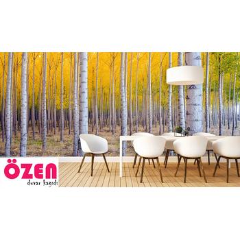 Orman Sarı Yapraklı Ağaçlar Duvar Kağıdı