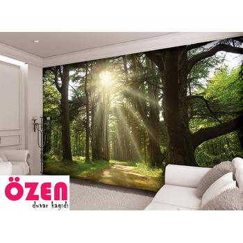 Ormanda Ağaçlar Arasında Güneş ışığı