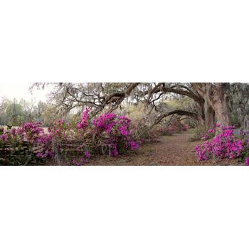 Panoramik Mor Çiçekli Ağaç Duvar Kağıdı