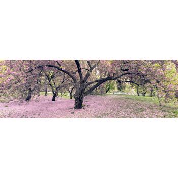 Panoramik Romantik Ağaç Duvar Kağıdı