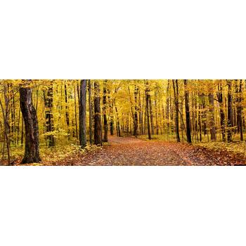 Panoramik Sonbahar Ağaç Manzarası