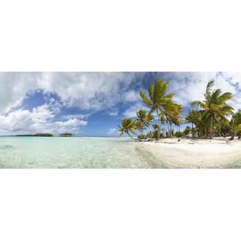 Panoramik Tropikal Sahil ve Palmiye Ağaçları