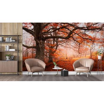 Sonbahar Kızıl Orman Manzarası Duvar Kağıdı