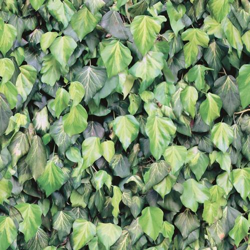 3 Boyutlu Yeşil Yapraklar Duvar Kağıdı 5 m² Rulo 