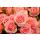 çiçekler 160 Pembe Güller Duvar Kağıdı