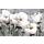 Büyük Beyaz Romantik Çiçekler Duvar Kağıdı